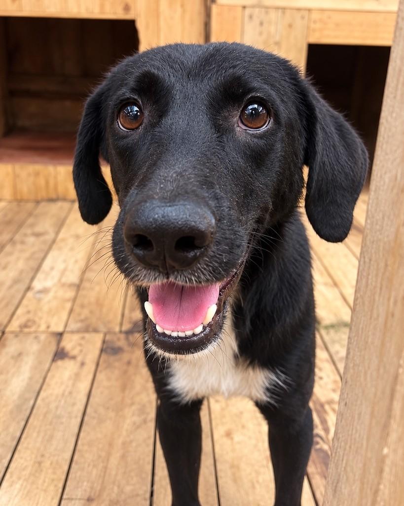 Vitório, cachorro de porte médio para adoção em Porto Alegre - RS