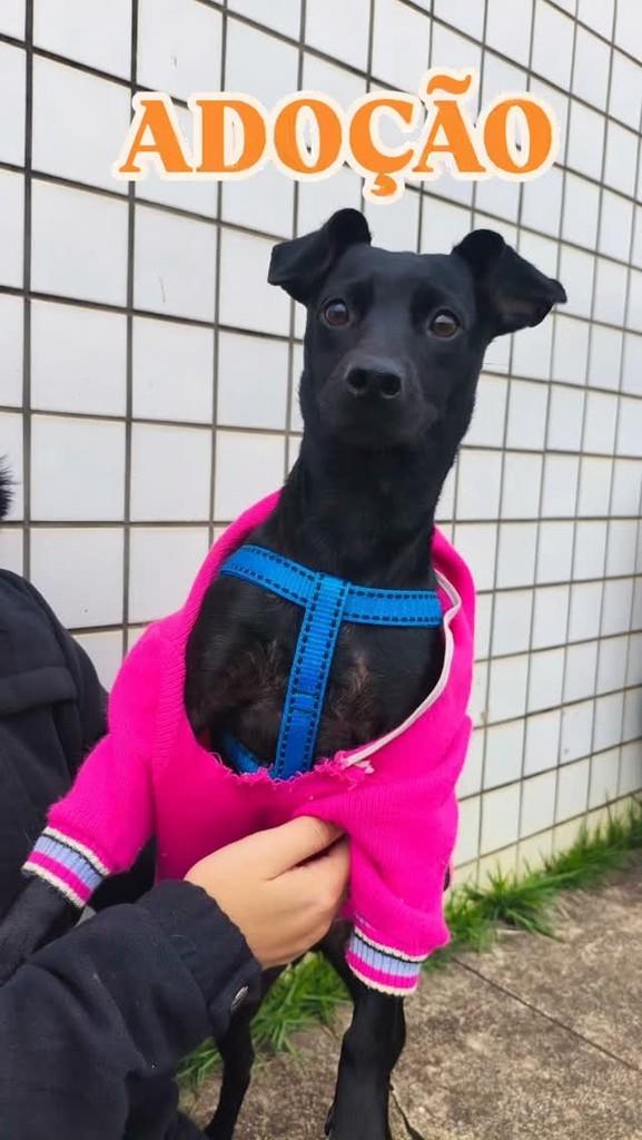 Tiquinha, cachorro de porte pequeno para adoção em Cataguases - MG