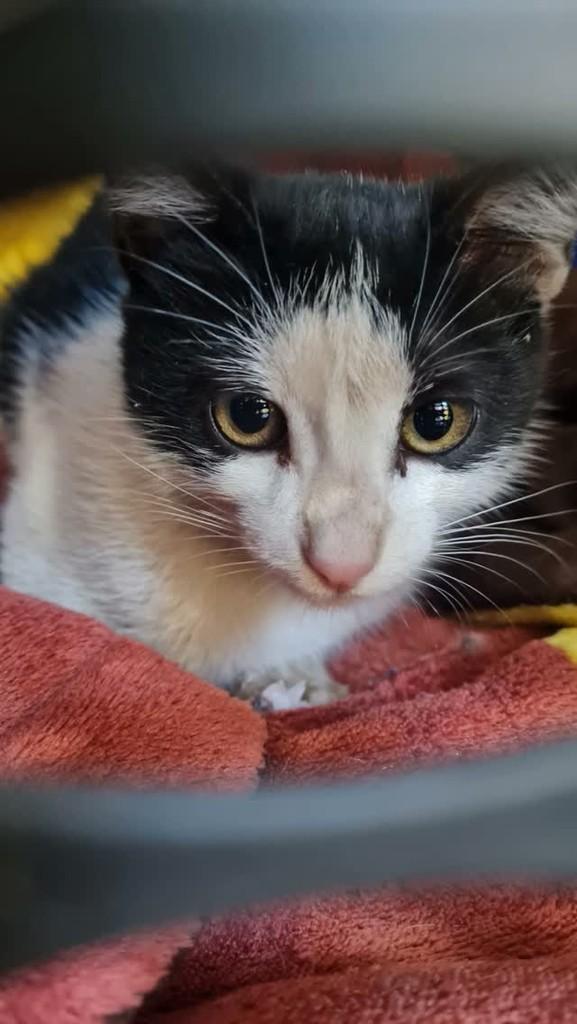 Tutuca, gato de porte pequeno para adoção em Cataguases - MG