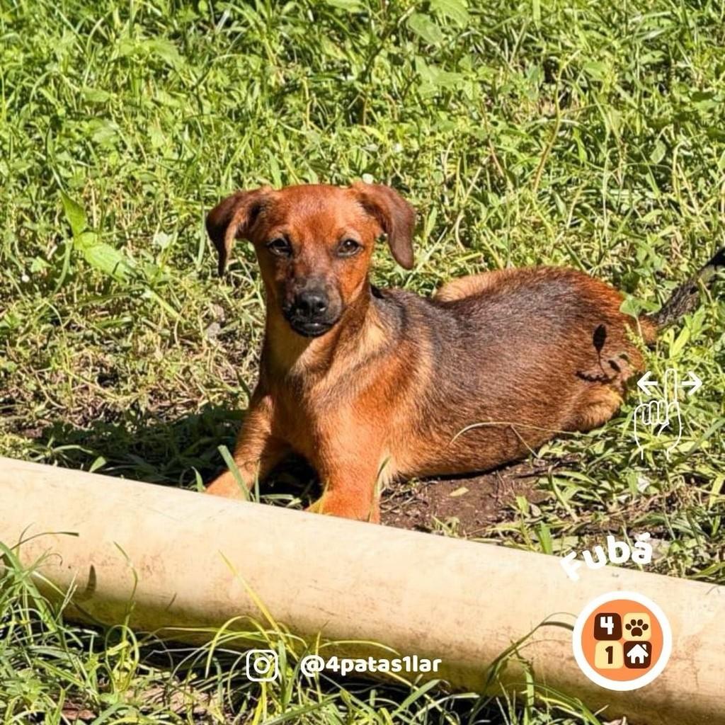 Fubá, cachorro de porte pequeno para adoção em Florianópolis - SC