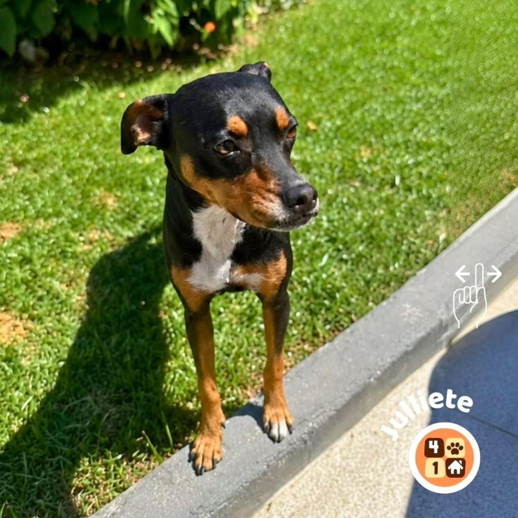Julliete, cadela de porte pequeno para adoção em Florianópolis - SC