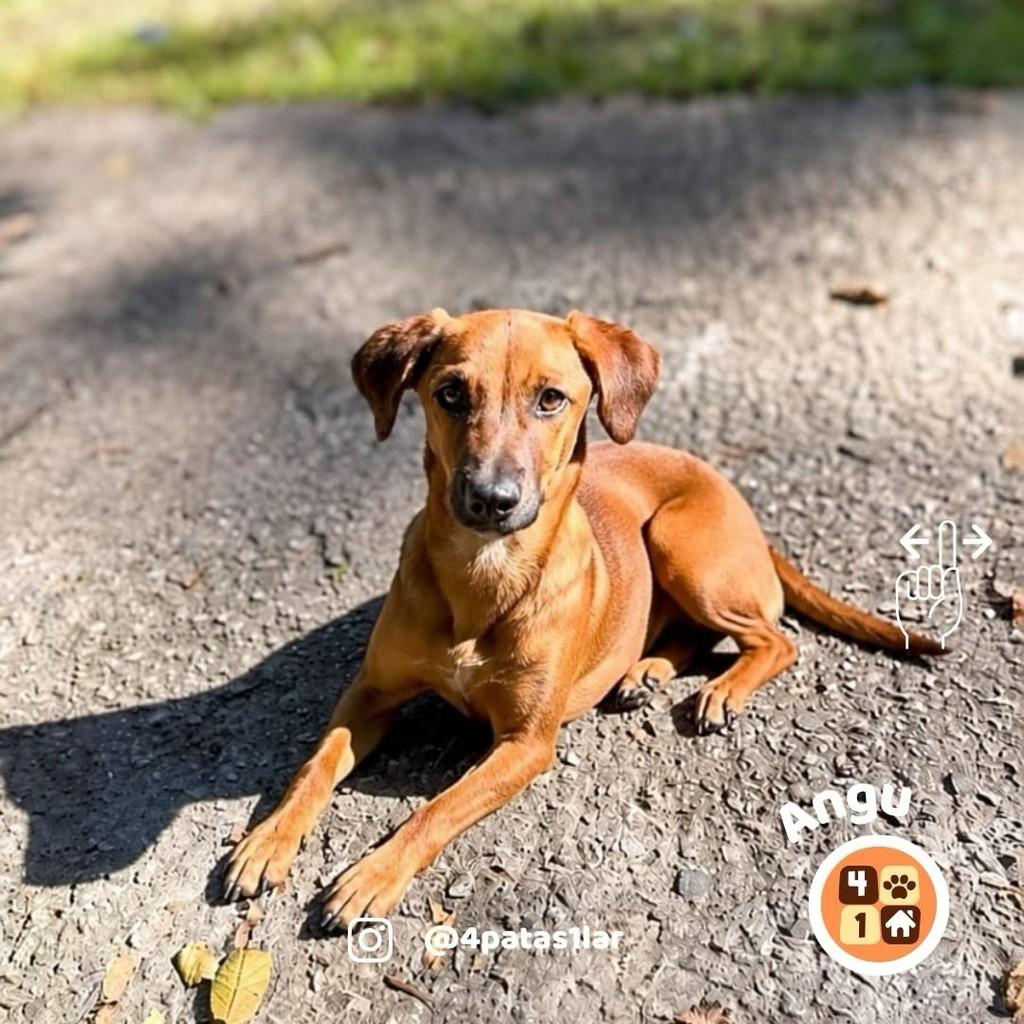 Angu, cachorro de porte pequeno para adoção em Florianópolis - SC