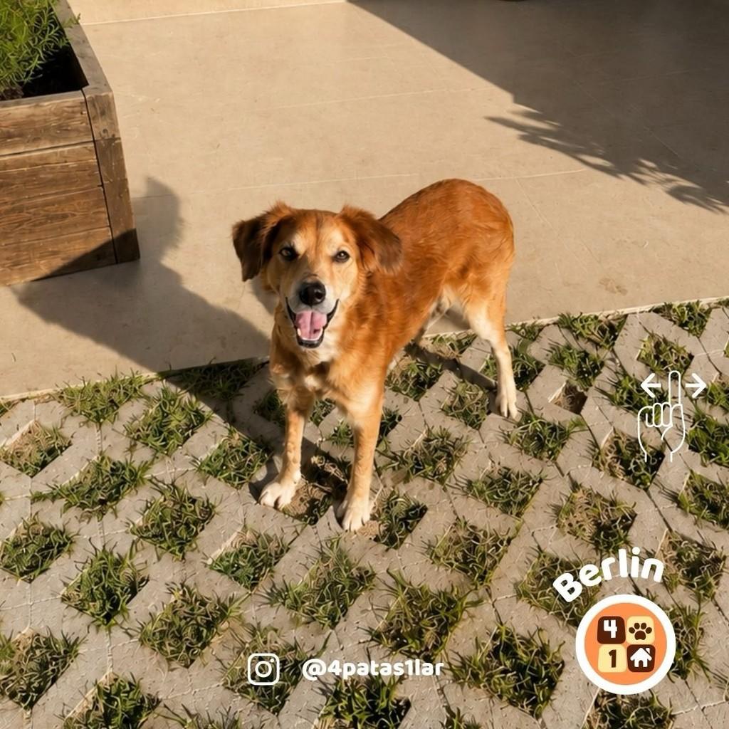 Berlin, cachorro de porte médio para adoção em Florianópolis - SC