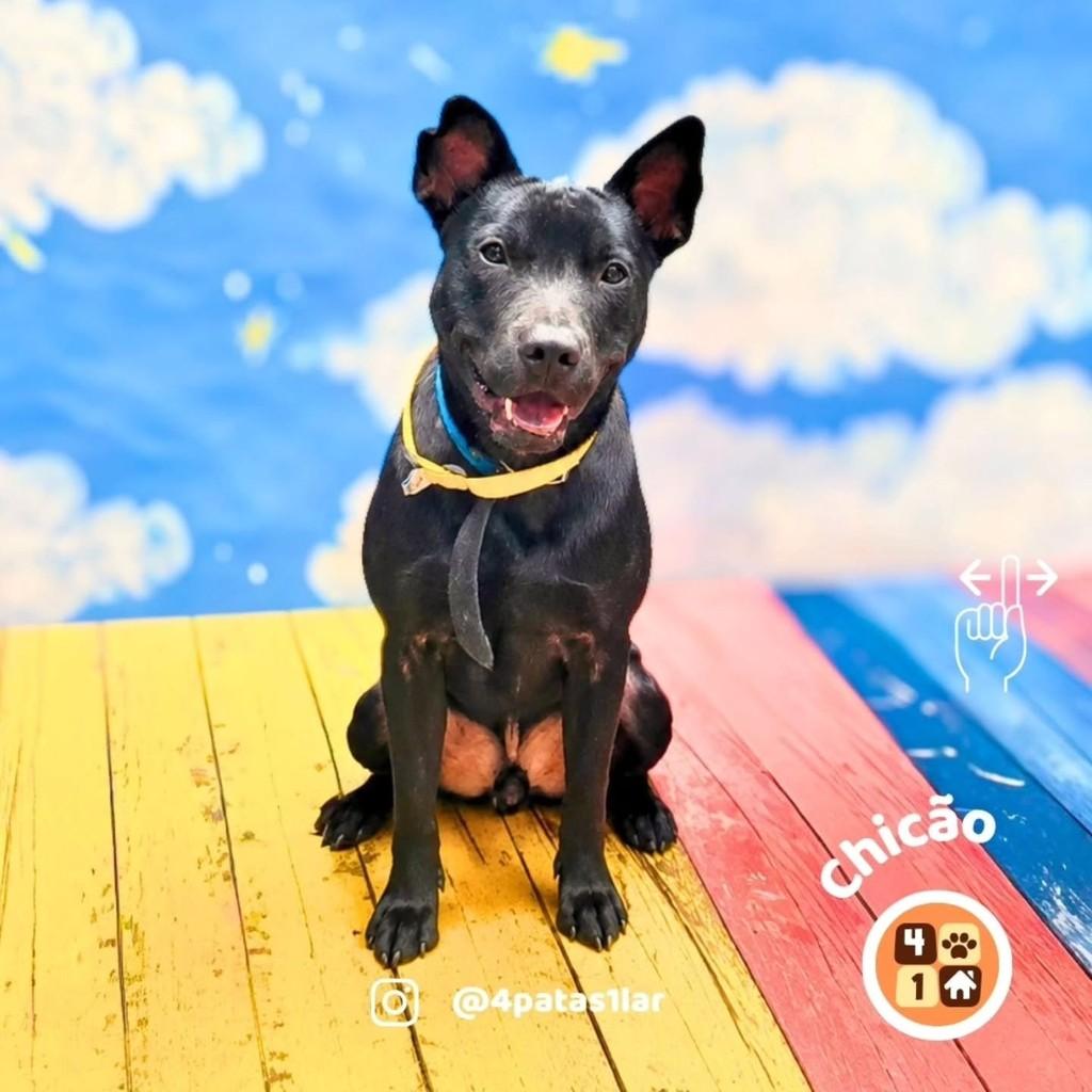 Chicão, cachorro de porte médio para adoção em Florianópolis - SC