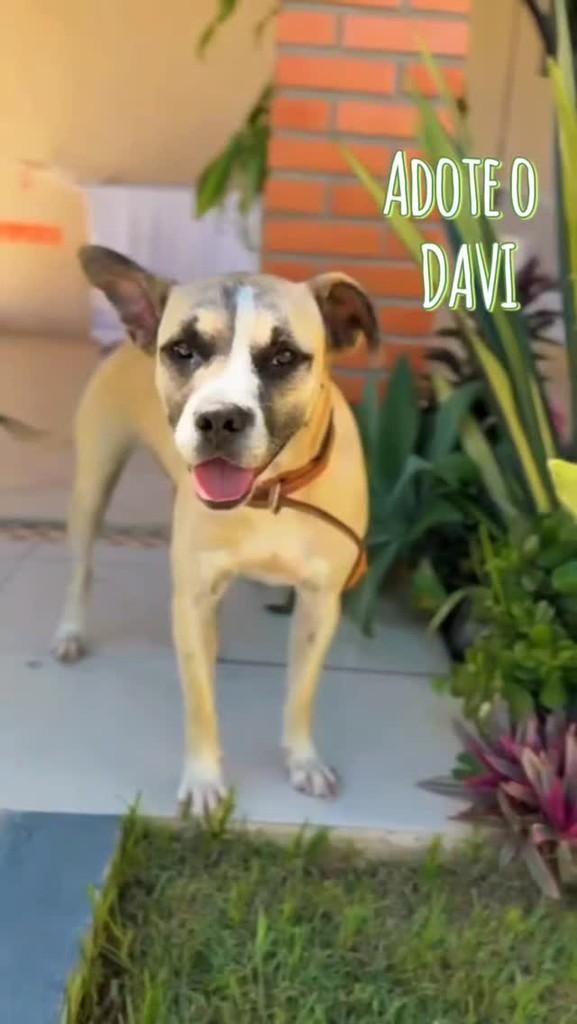 Davi, cachorro de porte médio para adoção em Florianópolis - SC