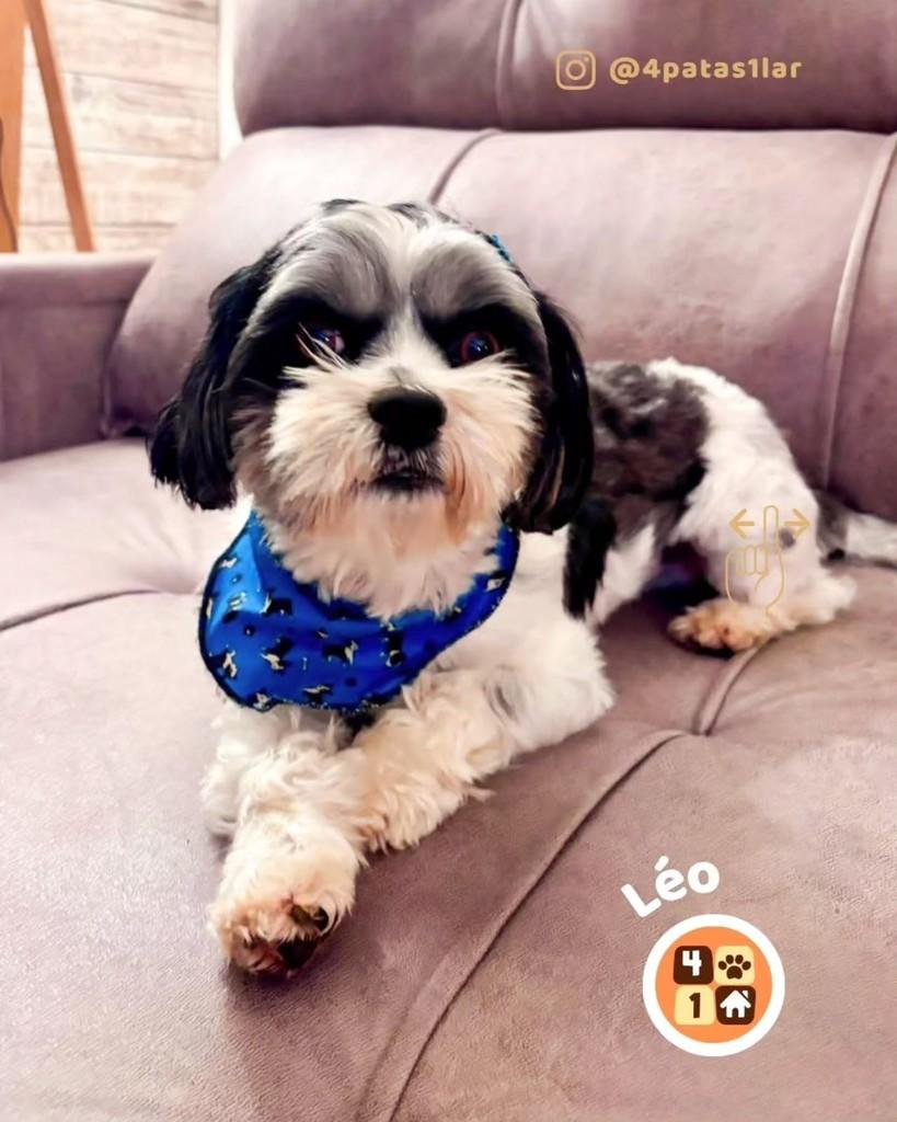 Léo, cachorro de porte pequeno para adoção em Florianópolis - SC