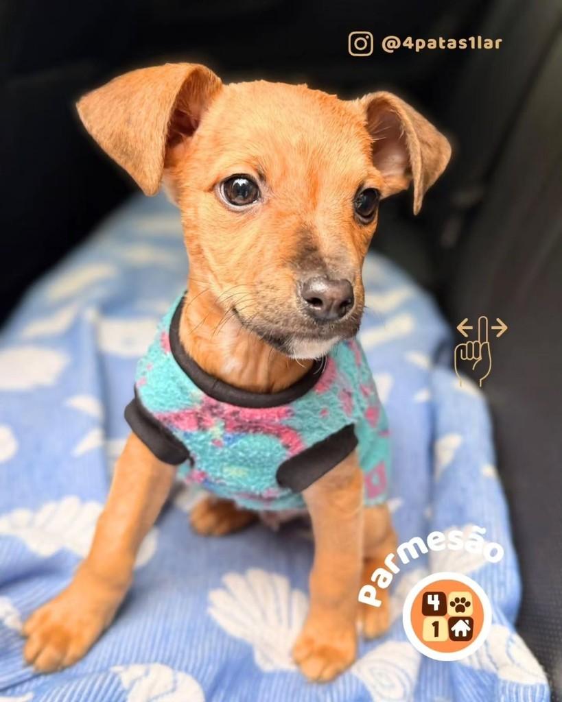 Parmesão, cachorro de porte médio para adoção em Florianópolis - SC