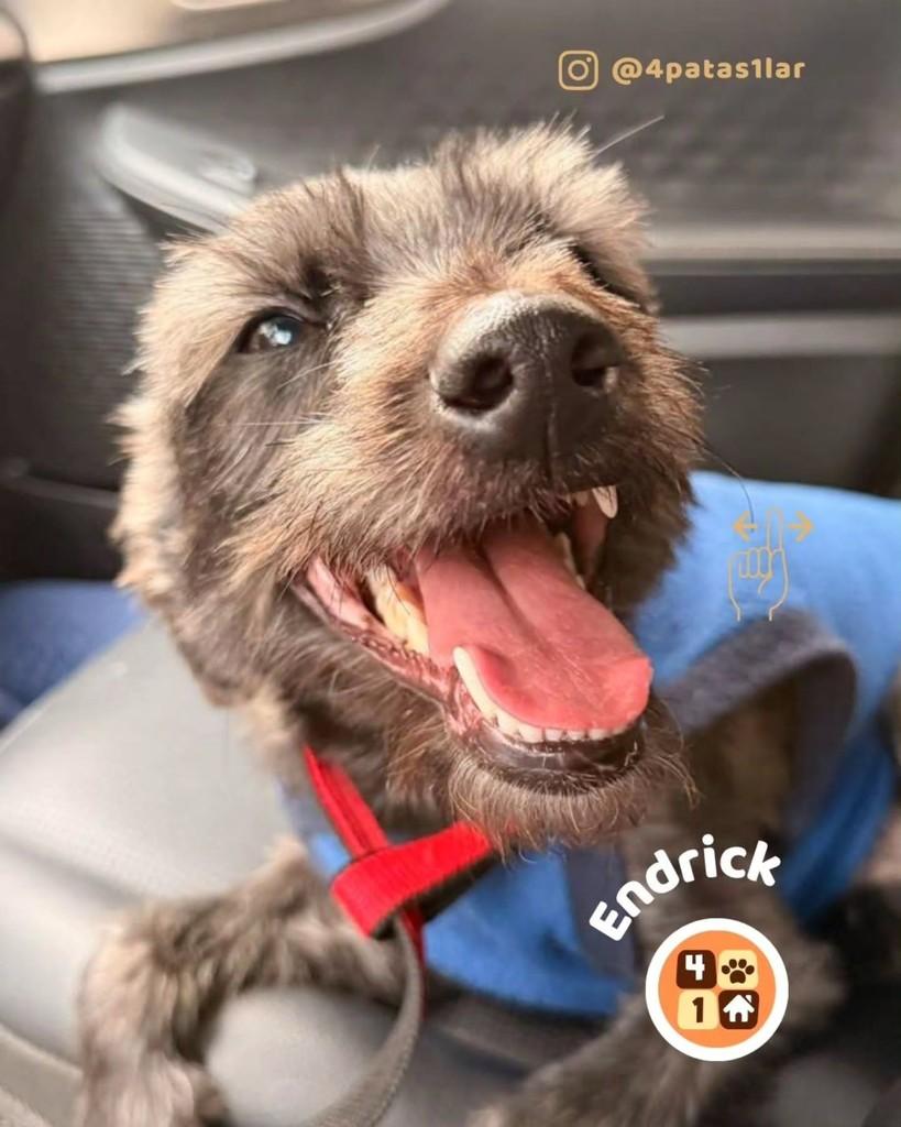 Endrick, cachorro de porte pequeno para adoção em Florianópolis - SC