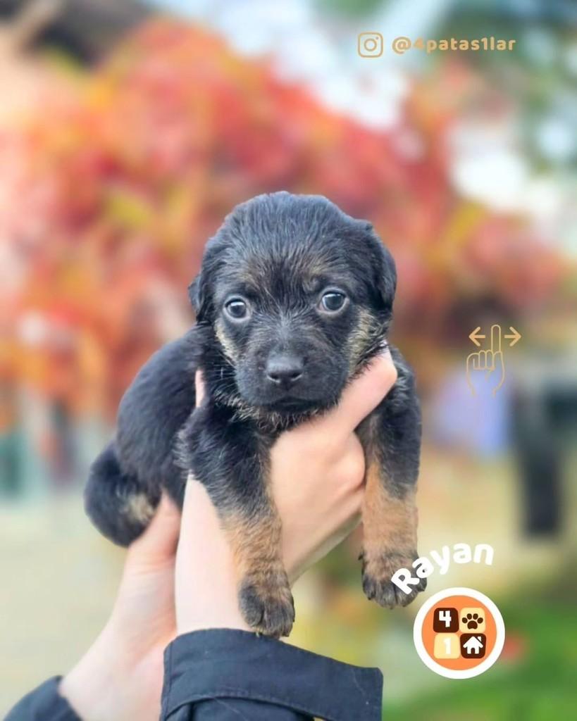 Rayan, cachorro de porte pequeno para adoção em Florianópolis - SC
