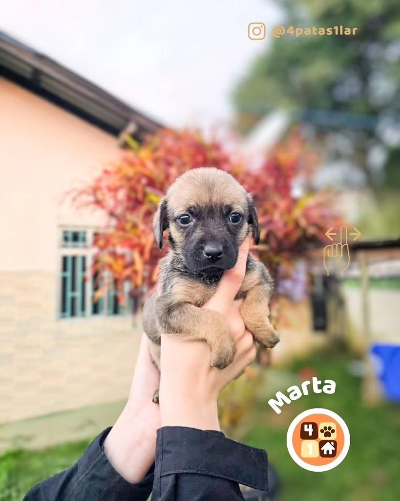 Marta, cadela de porte pequeno para adoção em Florianópolis - SC