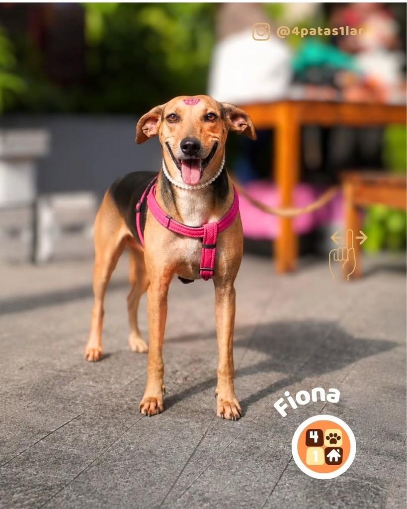 Fiona, cadela de porte médio para adoção em Florianópolis - SC