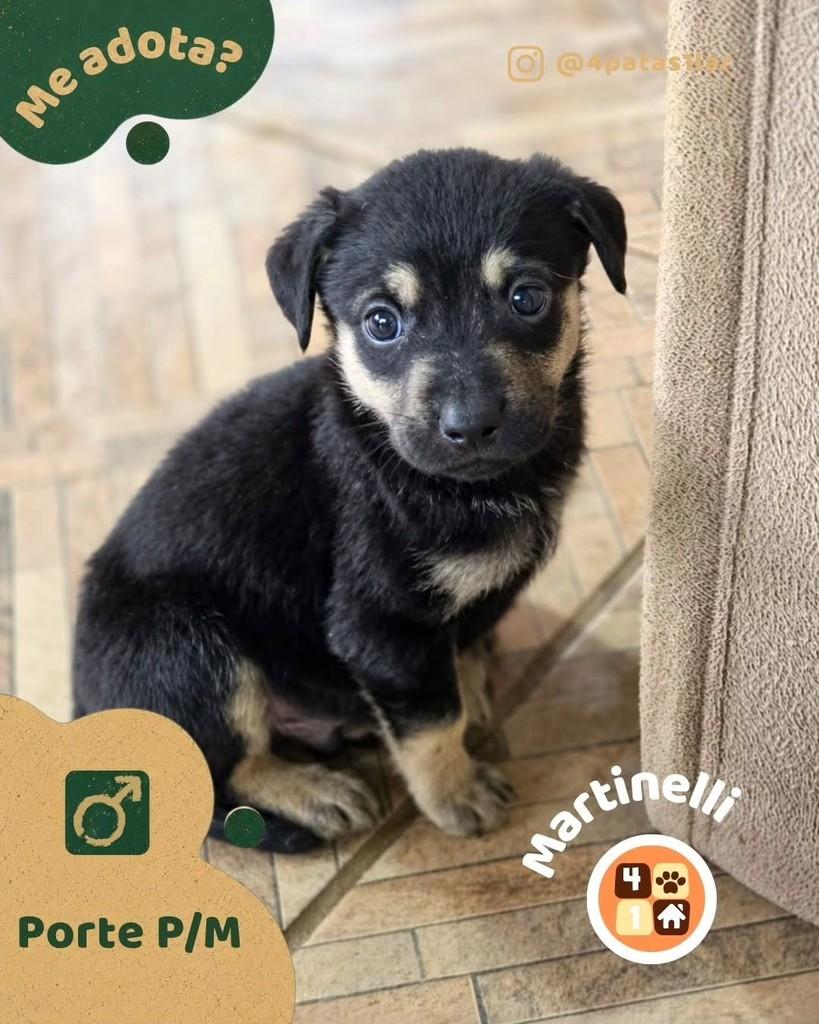 Martinelli, cachorro de porte pequeno para adoção em Florianópolis - SC
