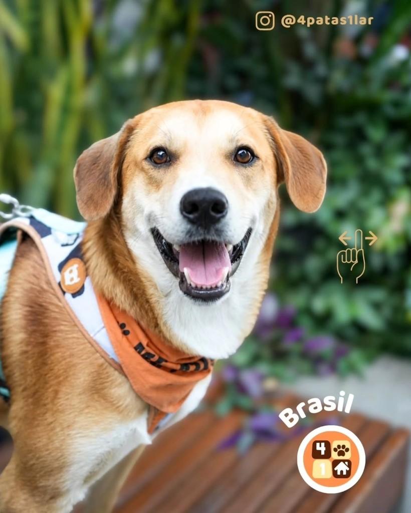 Brasil, cachorro de porte grande para adoção em Florianópolis - SC