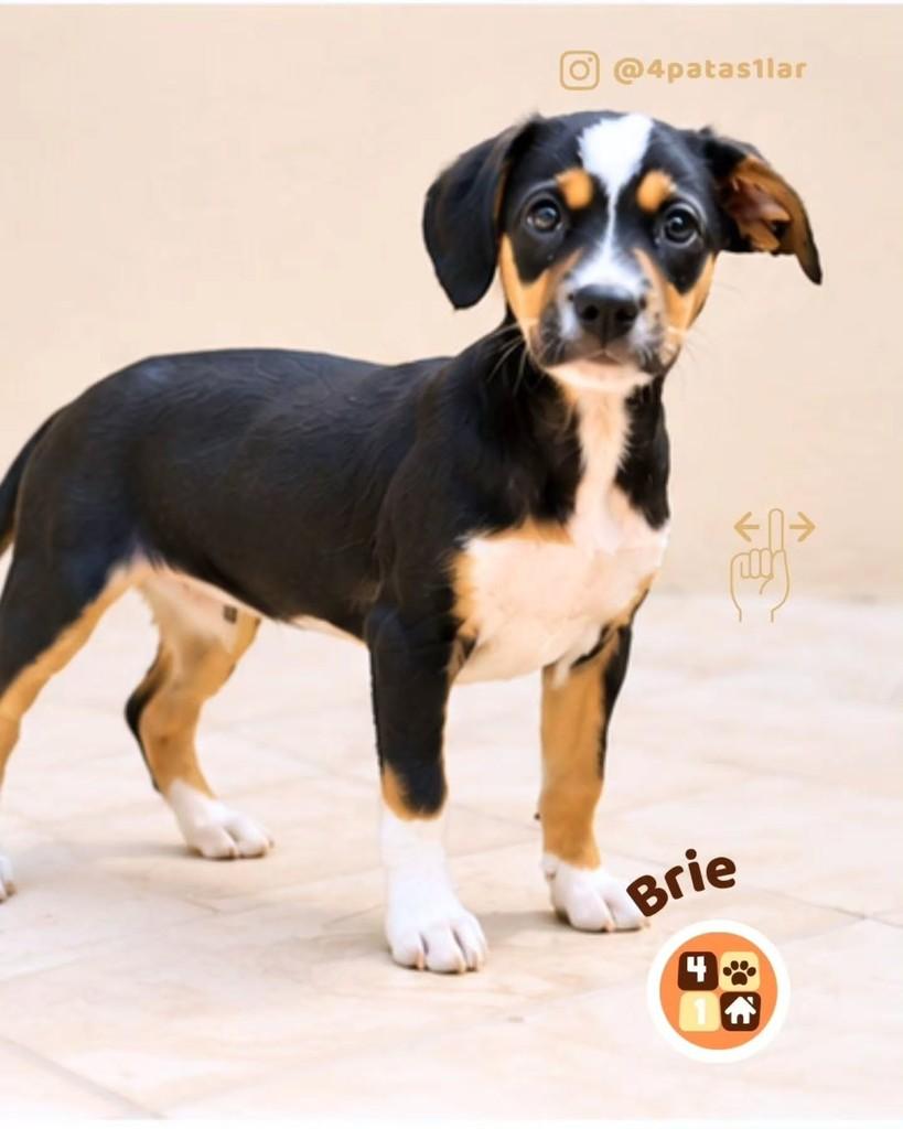 Brie, cadela de porte médio para adoção em Florianópolis - SC