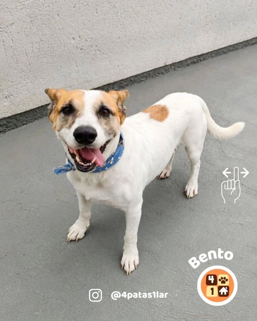 Bento, cachorro de porte médio para adoção em Florianópolis - SC