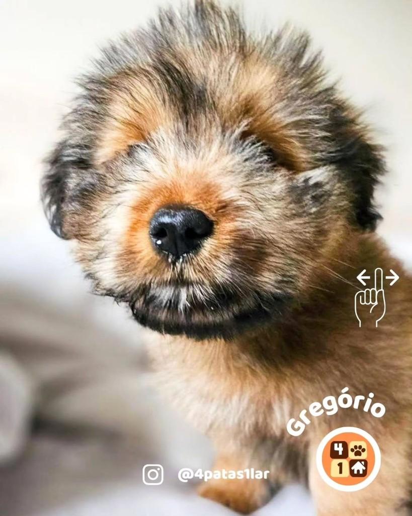 Gregório, cachorro de porte médio para adoção em Florianópolis - SC