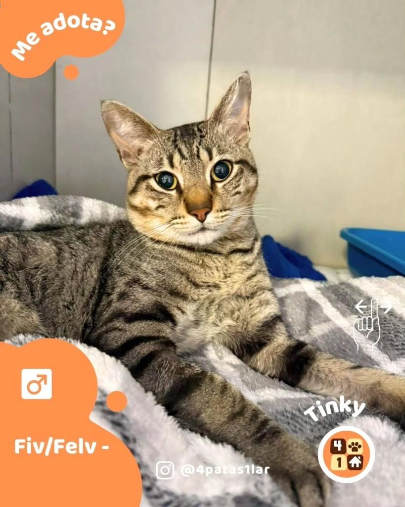 Tinky, gato de porte pequeno para adoção em Florianópolis - SC