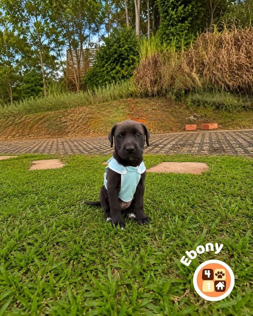 Ebony, cadela de porte médio para adoção em Florianópolis - SC