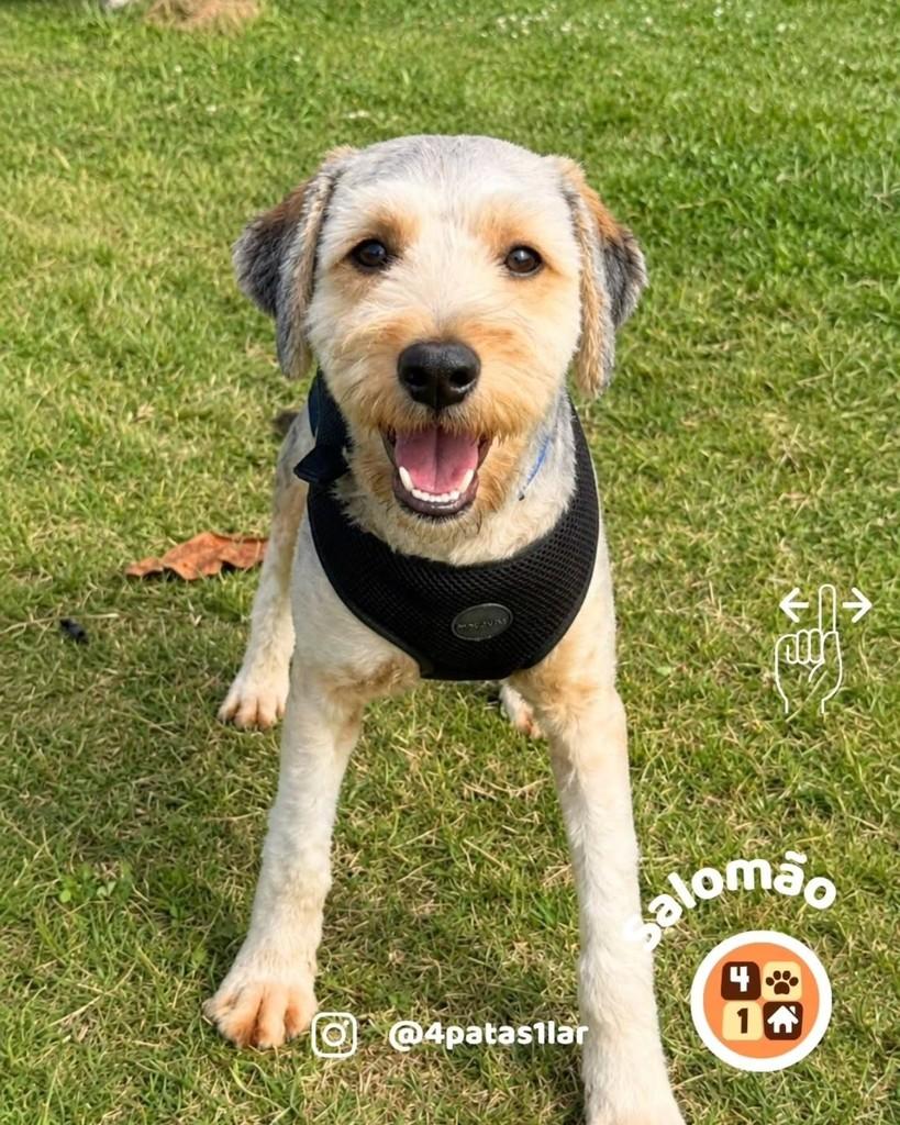 Salomão, cachorro de porte médio para adoção em Florianópolis - SC