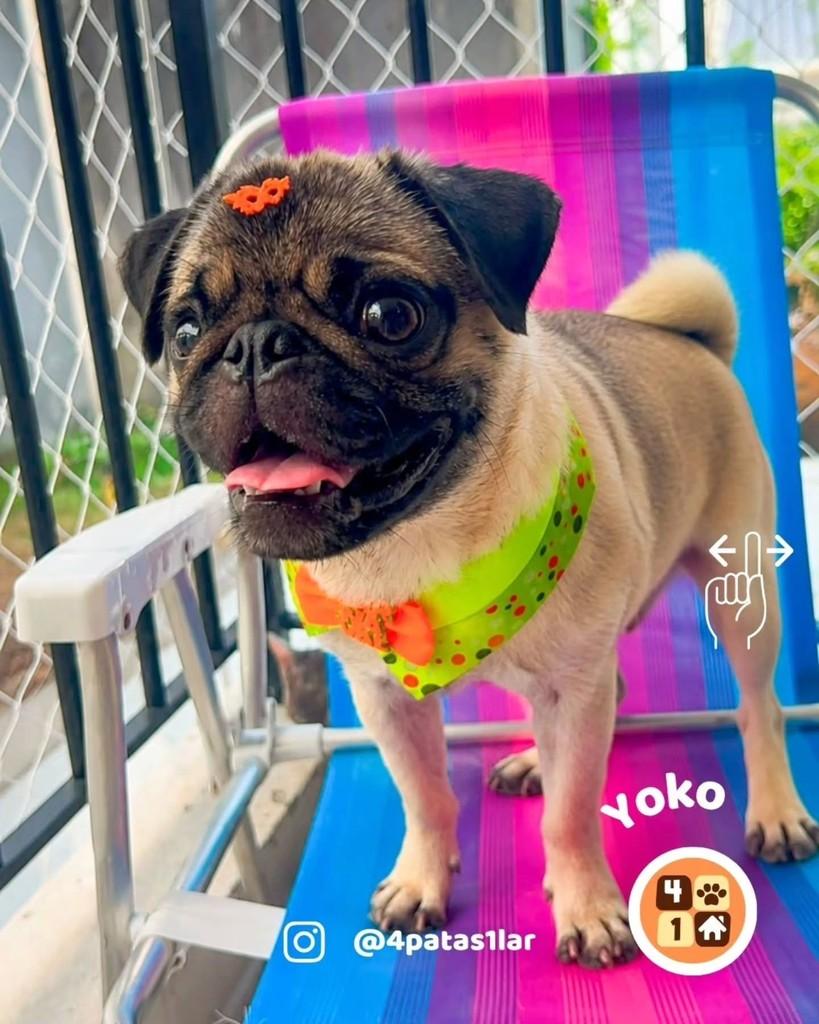 Yoko, cachorro de porte pequeno para adoção em Florianópolis - SC