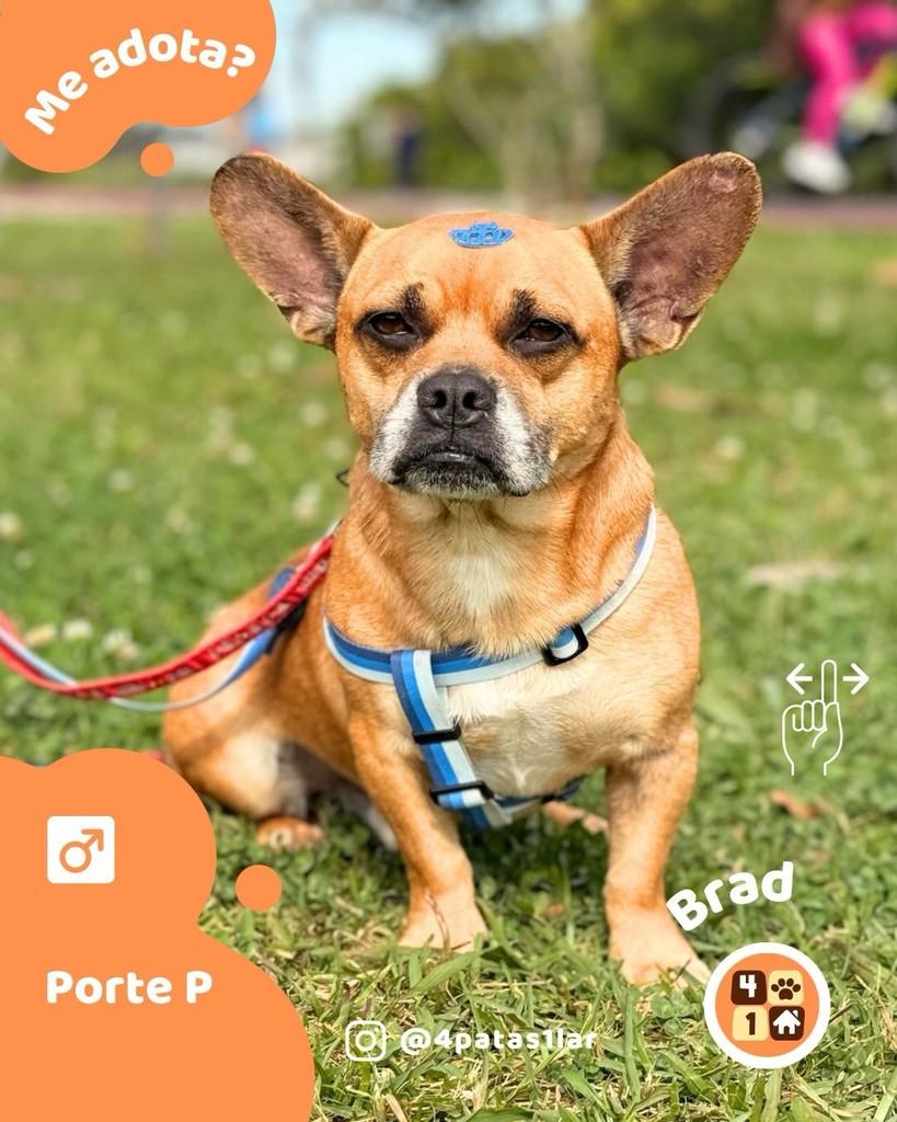 Brad, cachorro de porte pequeno para adoção em Florianópolis - SC