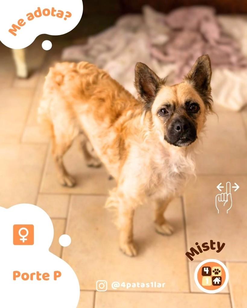 Misty, cadela de porte pequeno para adoção em Florianópolis - SC