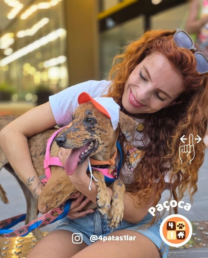 Paçoca, cachorro de porte médio para adoção em Florianópolis - SC