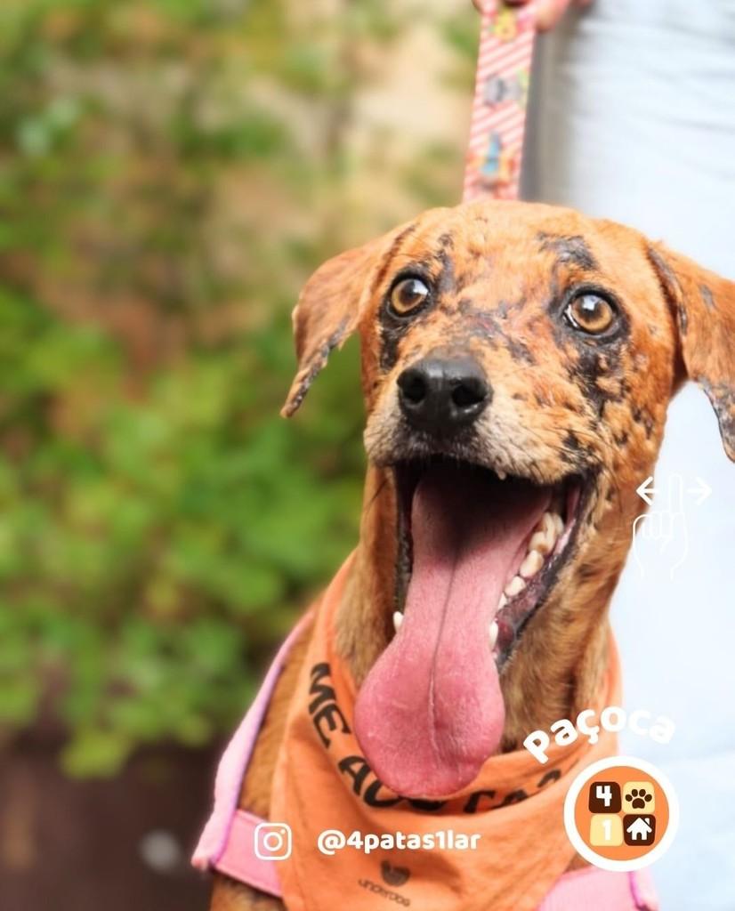 Paçoca, cachorro de porte médio para adoção em Florianópolis - SC — foto 4 de 8