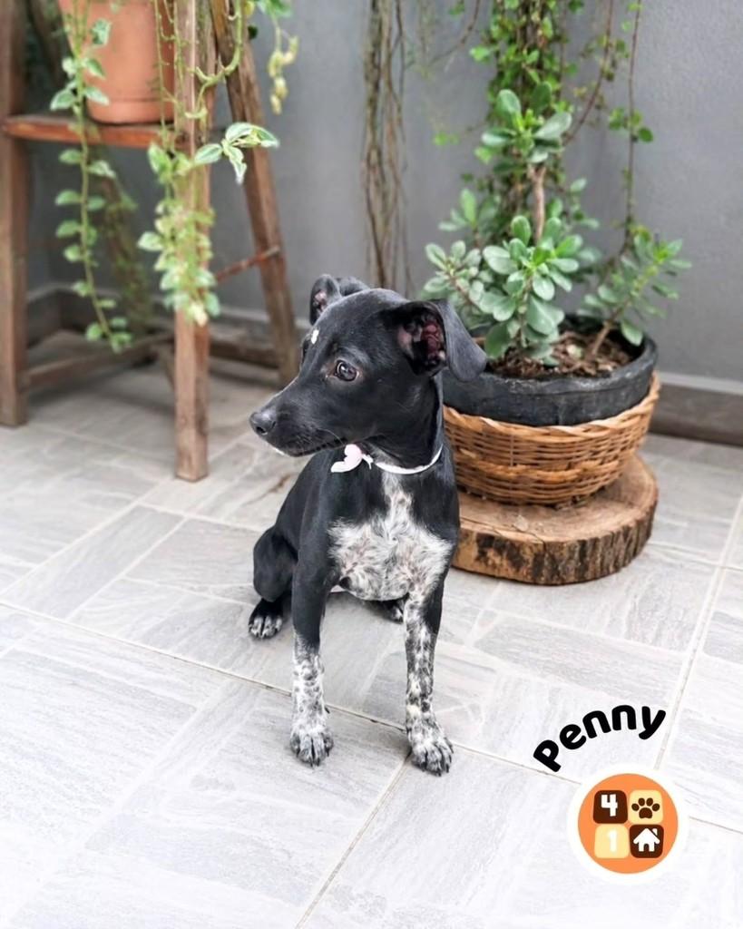 Penny, cadela de porte médio para adoção em Florianópolis - SC