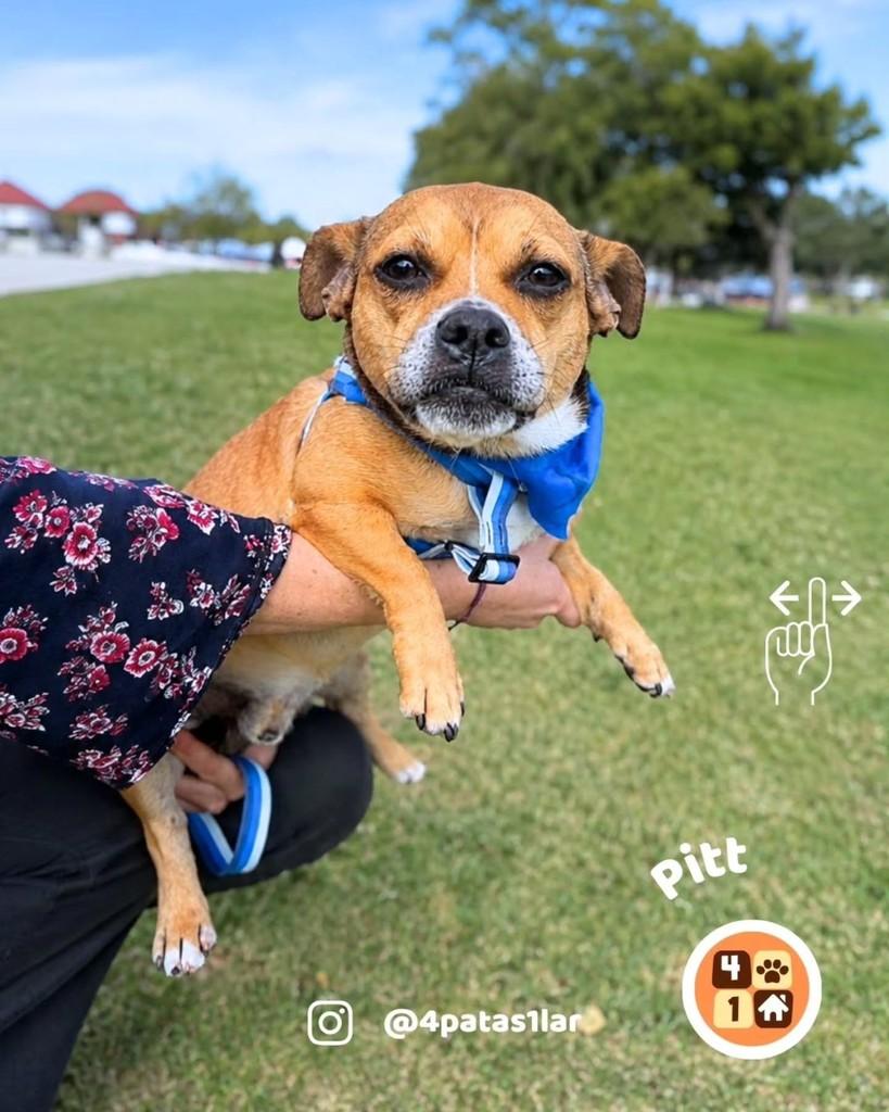 Pitt, cachorro de porte pequeno para adoção em Florianópolis - SC