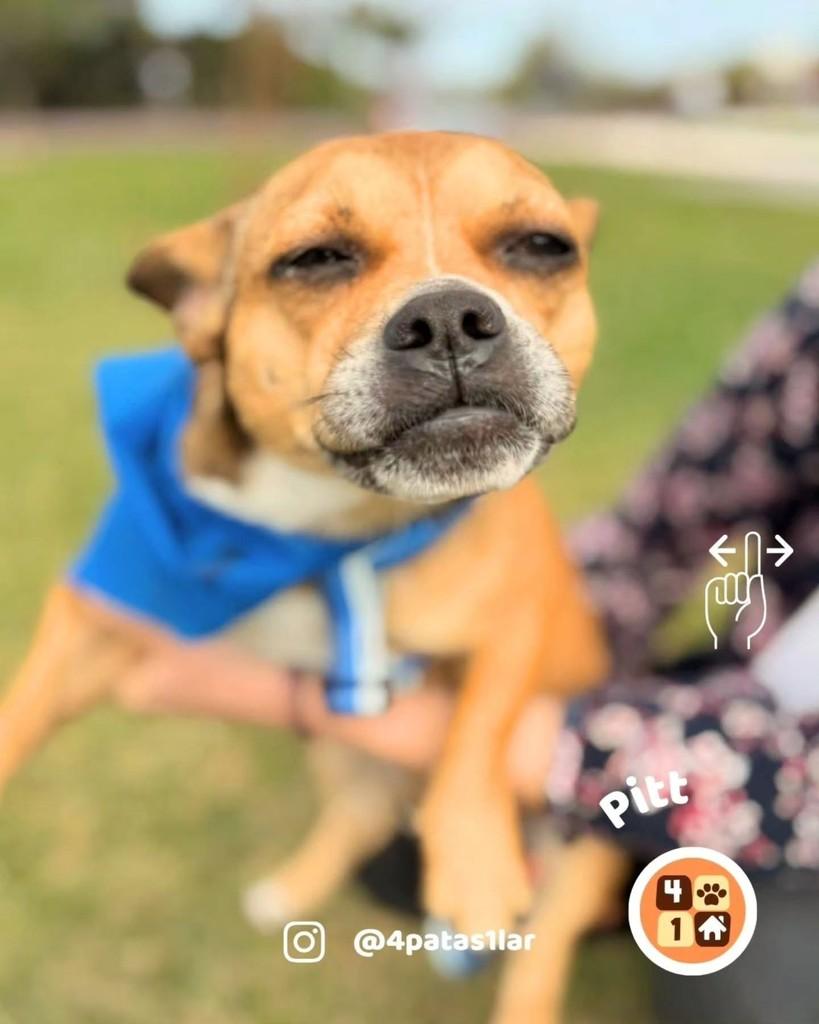 Pitt, cachorro de porte pequeno para adoção em Florianópolis - SC — foto 2 de 8
