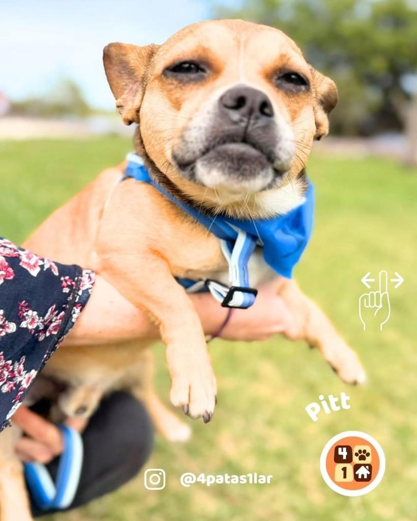 Pitt, cachorro de porte pequeno para adoção em Florianópolis - SC — foto 3 de 8