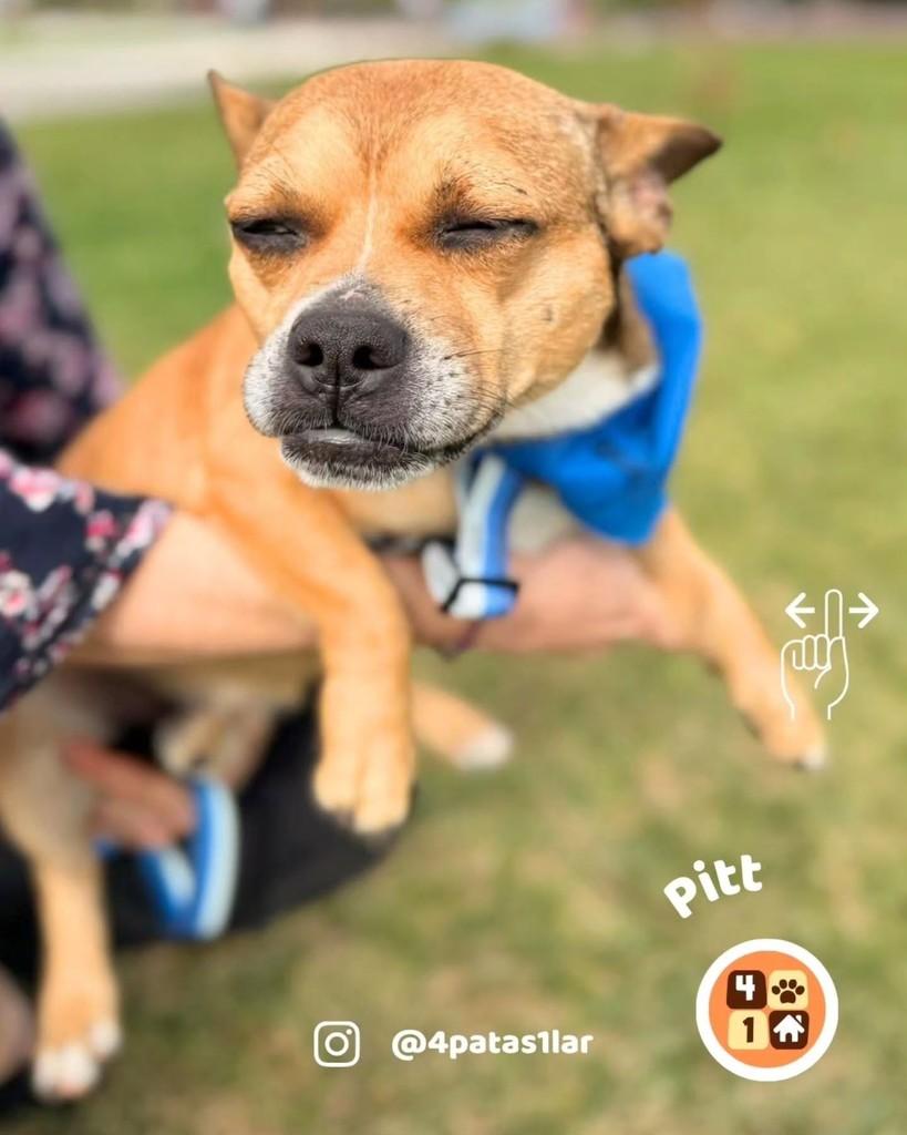 Pitt, cachorro de porte pequeno para adoção em Florianópolis - SC — foto 4 de 8