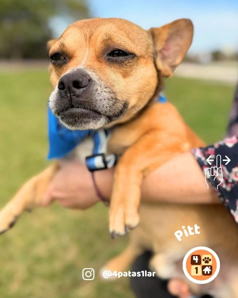 Pitt, cachorro de porte pequeno para adoção em Florianópolis - SC — foto 5 de 8