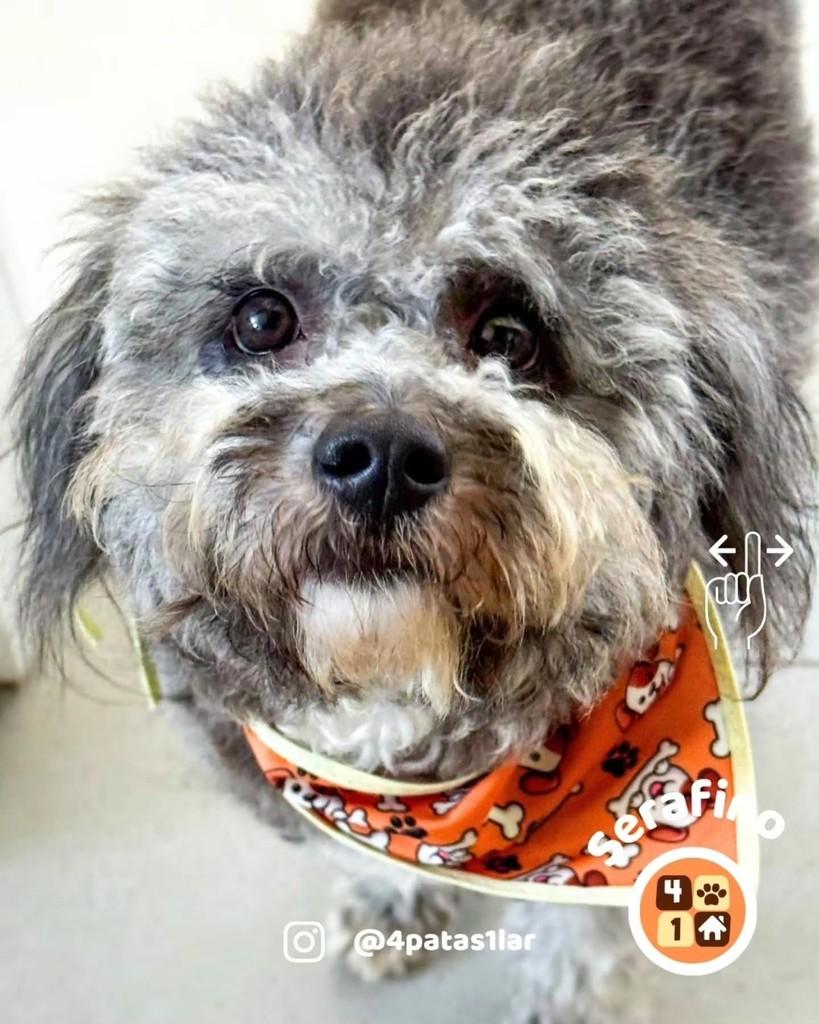 Serafino, cachorro de porte pequeno para adoção em Florianópolis - SC — foto 2 de 10