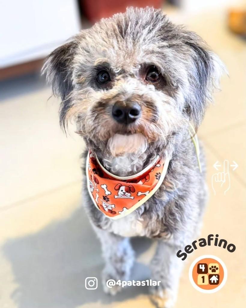 Serafino, cachorro de porte pequeno para adoção em Florianópolis - SC — foto 3 de 10
