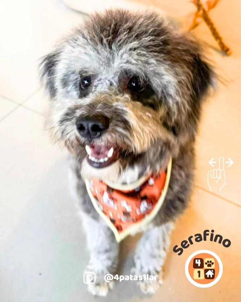 Serafino, cachorro de porte pequeno para adoção em Florianópolis - SC — foto 4 de 10