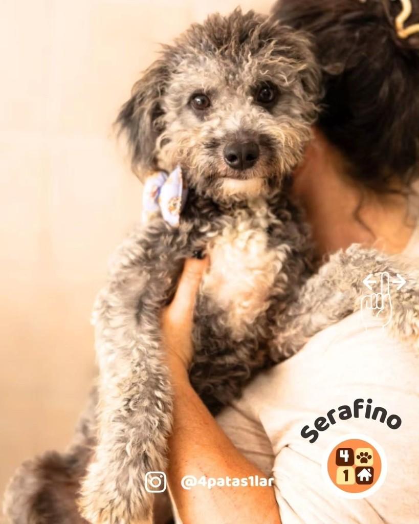 Serafino, cachorro de porte pequeno para adoção em Florianópolis - SC — foto 5 de 10