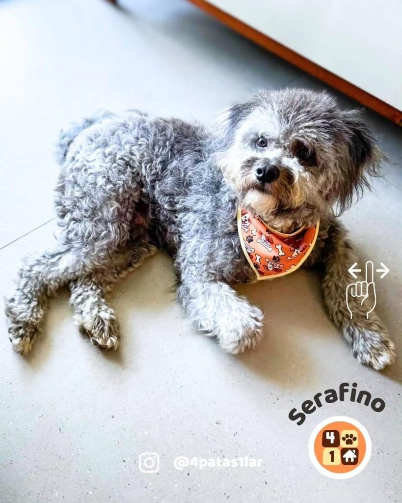 Serafino, cachorro de porte pequeno para adoção em Florianópolis - SC — foto 5 de 9