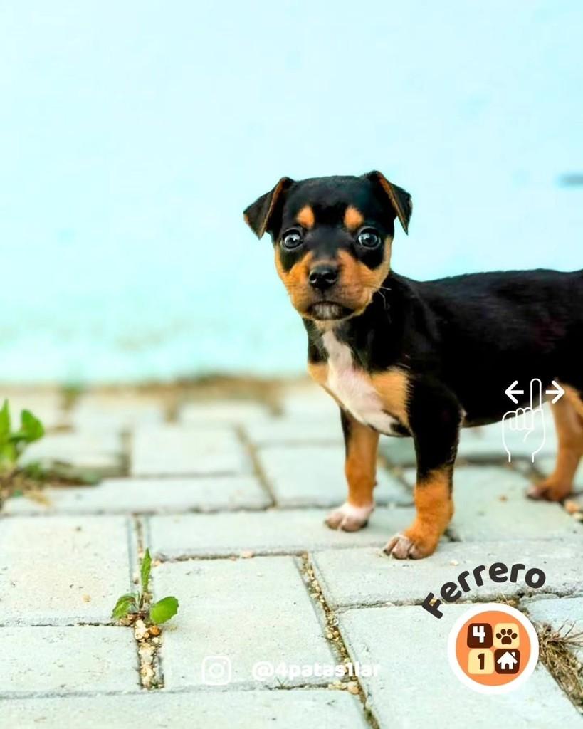 Ferrero, cachorro de porte médio para adoção em Florianópolis - SC