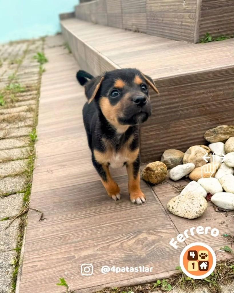 Ferrero, cachorro de porte médio para adoção em Florianópolis - SC — foto 2 de 14