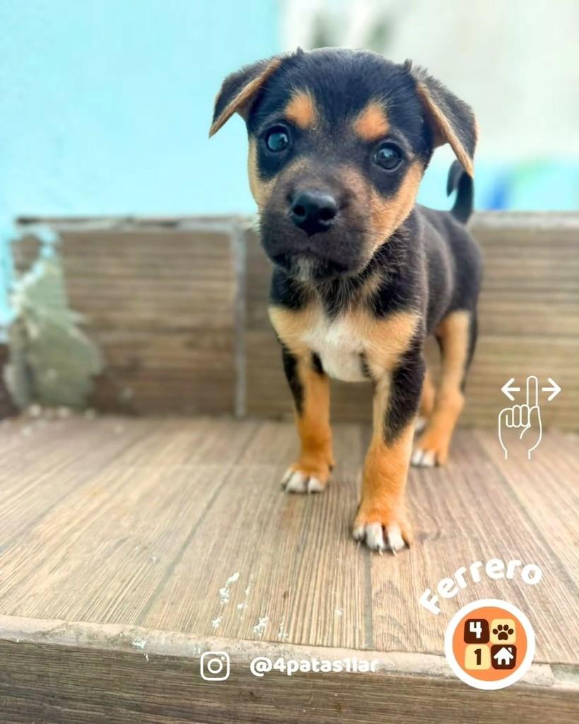 Ferrero, cachorro de porte médio para adoção em Florianópolis - SC — foto 3 de 14