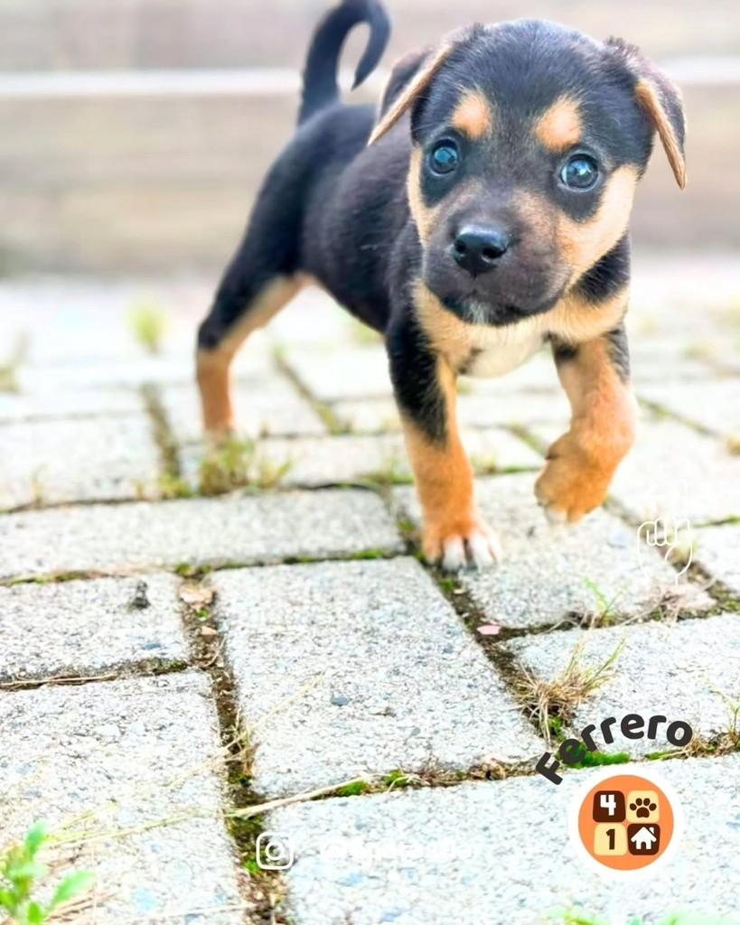 Ferrero, cachorro de porte médio para adoção em Florianópolis - SC — foto 4 de 14
