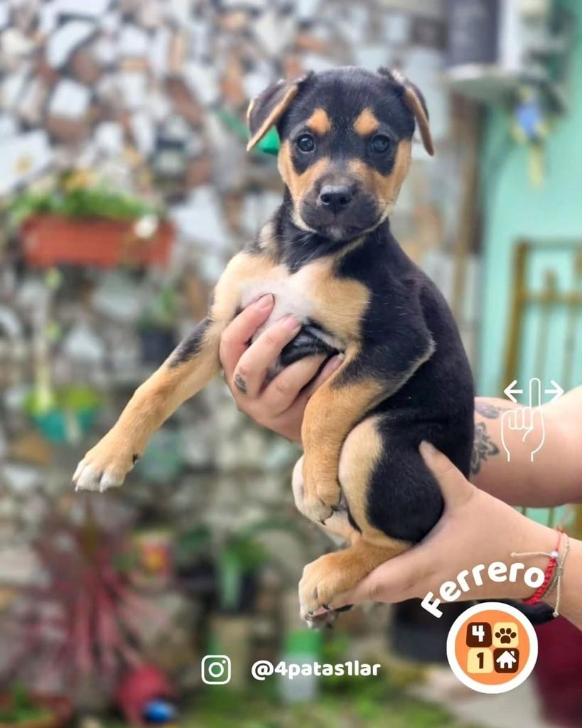 Ferrero, cachorro de porte médio para adoção em Florianópolis - SC — foto 5 de 14