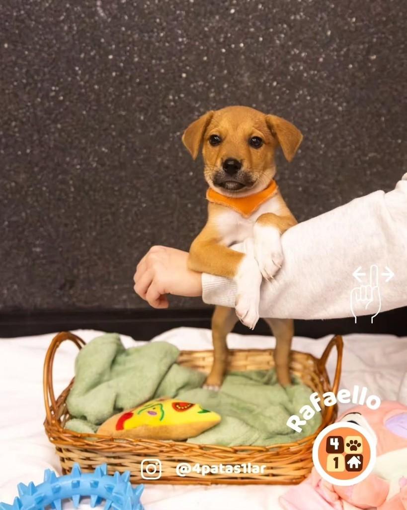 Rafaello, cachorro de porte médio para adoção em Florianópolis - SC