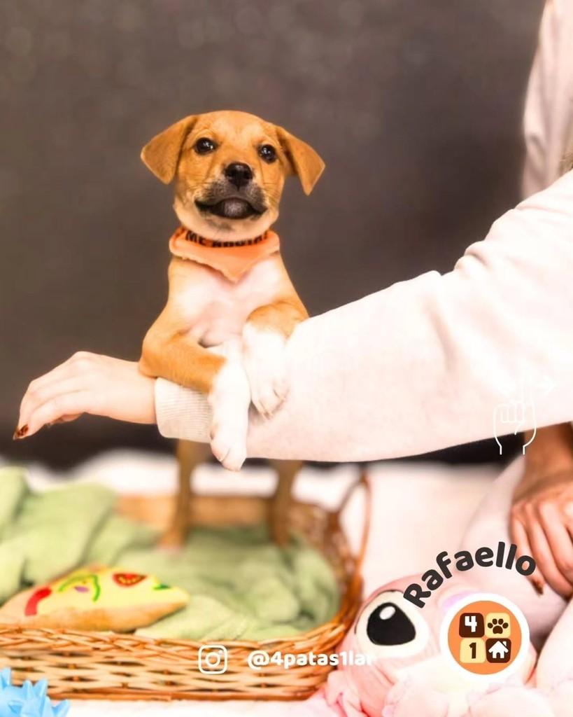 Rafaello, cachorro de porte médio para adoção em Florianópolis - SC — foto 2 de 10