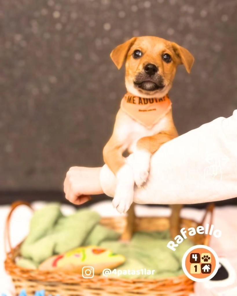 Rafaello, cachorro de porte médio para adoção em Florianópolis - SC — foto 3 de 10