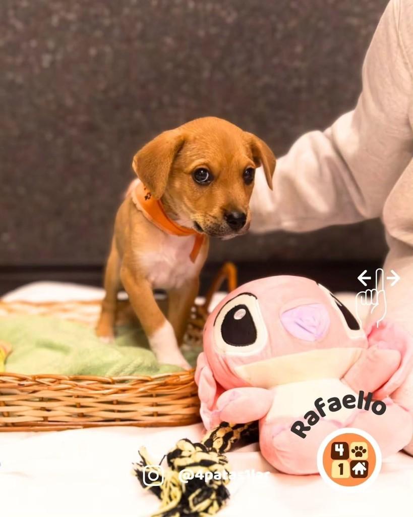 Rafaello, cachorro de porte médio para adoção em Florianópolis - SC — foto 4 de 10