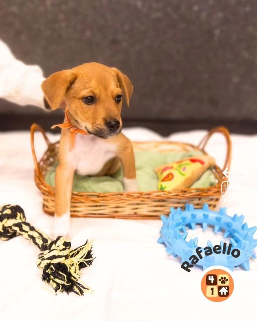 Rafaello, cachorro de porte médio para adoção em Florianópolis - SC — foto 5 de 10