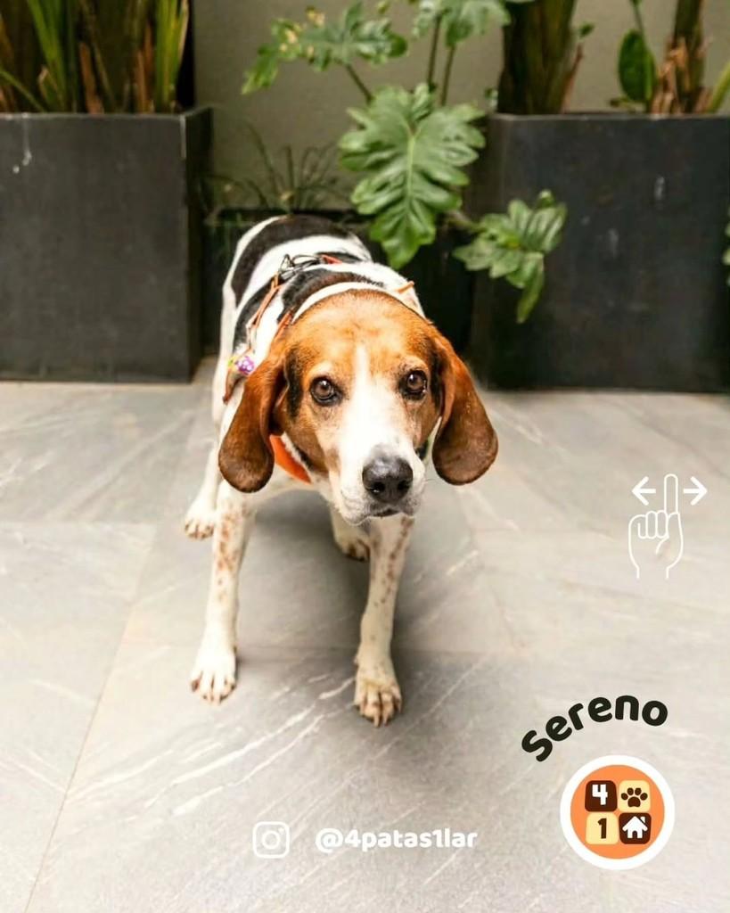 Sereno, cachorro de porte grande para adoção em Florianópolis - SC